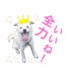 『しろ』は譲渡犬③（個別スタンプ：2）