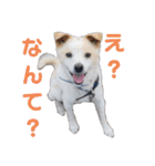 『しろ』は譲渡犬③（個別スタンプ：3）