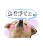 『しろ』は譲渡犬③（個別スタンプ：4）