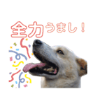 『しろ』は譲渡犬③（個別スタンプ：5）