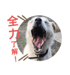 『しろ』は譲渡犬③（個別スタンプ：6）