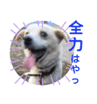 『しろ』は譲渡犬③（個別スタンプ：7）