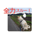 『しろ』は譲渡犬③（個別スタンプ：8）