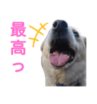 『しろ』は譲渡犬③（個別スタンプ：9）