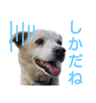 『しろ』は譲渡犬③（個別スタンプ：11）
