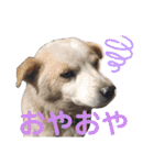 『しろ』は譲渡犬③（個別スタンプ：14）