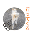 『しろ』は譲渡犬③（個別スタンプ：15）