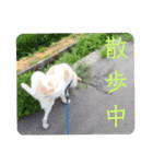 『しろ』は譲渡犬③（個別スタンプ：17）