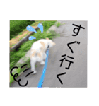 『しろ』は譲渡犬③（個別スタンプ：18）