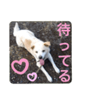 『しろ』は譲渡犬③（個別スタンプ：19）