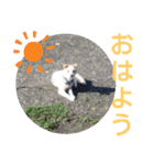 『しろ』は譲渡犬③（個別スタンプ：21）