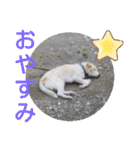 『しろ』は譲渡犬③（個別スタンプ：22）