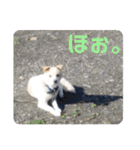 『しろ』は譲渡犬③（個別スタンプ：23）