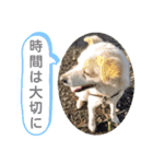 『しろ』は譲渡犬③（個別スタンプ：24）