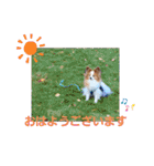 ぱぴぱぴパピヨン12（個別スタンプ：1）