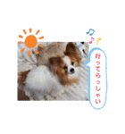 ぱぴぱぴパピヨン12（個別スタンプ：3）