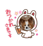 ぱぴぱぴパピヨン12（個別スタンプ：5）