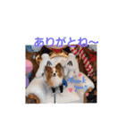 ぱぴぱぴパピヨン12（個別スタンプ：11）