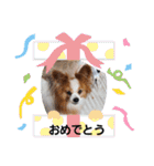 ぱぴぱぴパピヨン12（個別スタンプ：15）