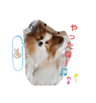 ぱぴぱぴパピヨン12（個別スタンプ：18）