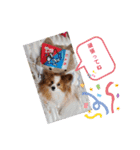 ぱぴぱぴパピヨン12（個別スタンプ：23）