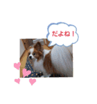 ぱぴぱぴパピヨン12（個別スタンプ：29）