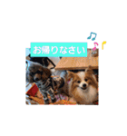 ぱぴぱぴパピヨン12（個別スタンプ：32）