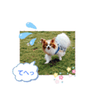 ぱぴぱぴパピヨン12（個別スタンプ：34）