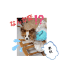 ぱぴぱぴパピヨン12（個別スタンプ：35）
