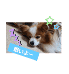 ぱぴぱぴパピヨン12（個別スタンプ：37）