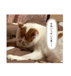 姫とじゃがいも（個別スタンプ：15）
