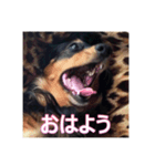 ミニチュアダックスのマリー（個別スタンプ：3）
