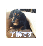 ミニチュアダックスのマリー（個別スタンプ：5）