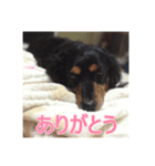 ミニチュアダックスのマリー（個別スタンプ：7）