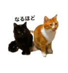 sakaguchi animal's with boss（個別スタンプ：1）