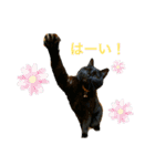 sakaguchi animal's with boss（個別スタンプ：21）
