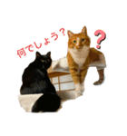 sakaguchi animal's with boss（個別スタンプ：22）