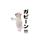 ミラ専用スタンプ2（個別スタンプ：1）