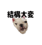 ミラ専用スタンプ2（個別スタンプ：16）