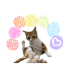ちくわ大臣3（個別スタンプ：1）