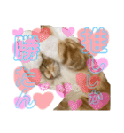 ちくわ大臣3（個別スタンプ：12）