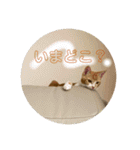 ちくわ大臣3（個別スタンプ：13）