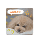 オレオとステラ（個別スタンプ：2）