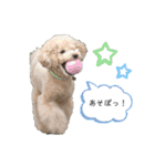 オレオとステラ（個別スタンプ：16）