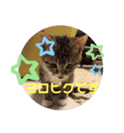 ひまの力で伝える（個別スタンプ：1）