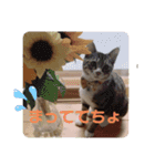 ひまの力で伝える（個別スタンプ：5）