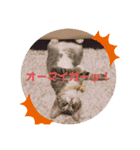 ひまの力で伝える（個別スタンプ：10）