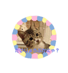 ひまの力で伝える（個別スタンプ：15）