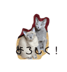 ちゃおちゅる（個別スタンプ：3）