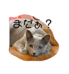 ちゃおちゅる（個別スタンプ：12）
